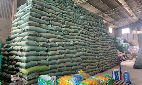 Director arrested for counterfeiting over 200 tons of ST25, ST24 rice seeds