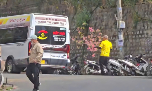 Man caught snapping cherry blossom branches in Da Lat for Tet