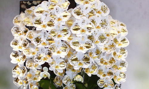 24K gold-plated princess orchids priced at several million dong per stem