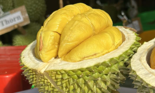 Durian prices rise daily as Tet approaches