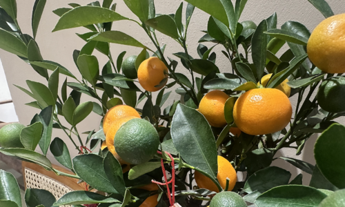 Eating ornamental kumquats: are they chemically contaminated?