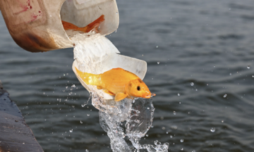 Should one eat carp offered to the kitchen god?