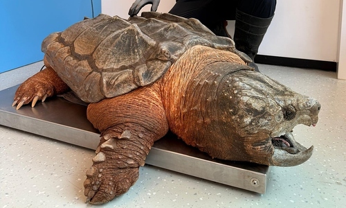 Giant pet turtle preys on farmer's fish