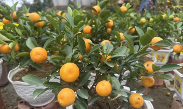 Four ornamental plants that purify toxins and attract prosperity for the new year