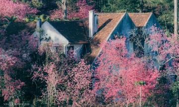 Cherry blossoms bloom across Da Lat's mountain town