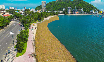 Ho Chi Minh City considers installing buoys to prevent water hyacinths from drifting onto Vung Tau beaches