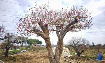 Ancient peach trees reappear in Hai Phong's Tet market