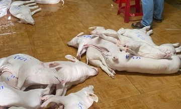 Police intercept tens of tons of diseased pork bound for Tet market