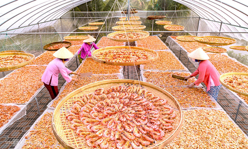 Ca Mau dried shrimp fetches millions during Tet season