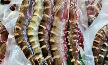 Giant squid, shrimp prices surge ahead of Tet