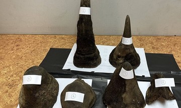 Vietnamese traveler arrested at Thai airport for carrying 12 kg of rhino horns