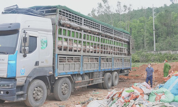Truck carrying over 15 tons of African swine fever-infected pigs for Tet sale