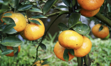 Doctor suggests 10 effective herbal hangover remedies