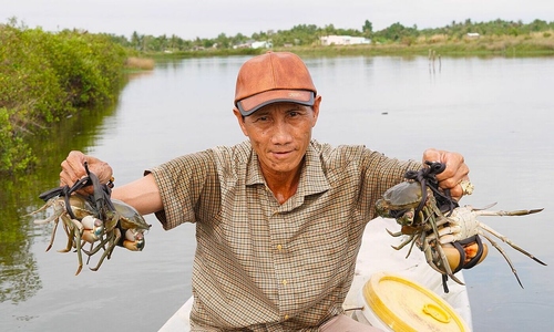 Ca Mau brick crab prices soar to VND 1.1 million per kg