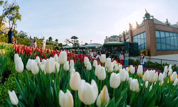 Over 120,000 tulip plants bloom on Nui Ba Den during Binh Ngo Tet