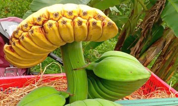 Getting rich from 'buddha's hand' bananas for tet offerings