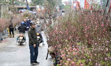 Hunting for pricey peach buds as Tet approaches