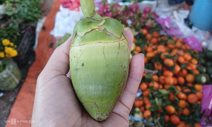 Mini coconut and pineapple prices for Tet five-fruit trays surge three to five times closer to holiday