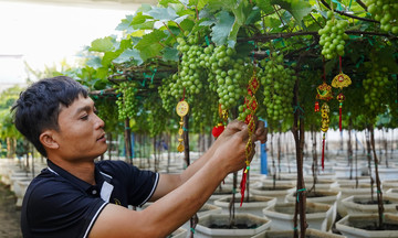 Ninh Thuan, the 'grape bonsai capital,' rushes to serve Tet