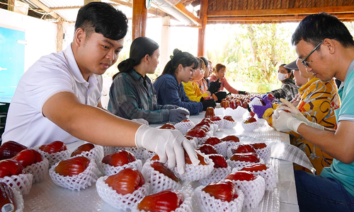 Multi-billion dong pink plum orchard enters harvest season near Tet