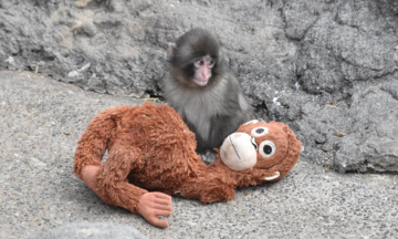 Baby monkey clinging to plush toy goes viral in Japan