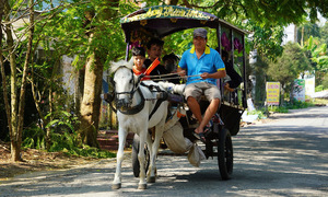 Grass-fed horses and improved horse carts for tourism on Thoi Son islet