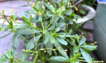 Can consuming Gynura procumbens leaves benefit the liver?