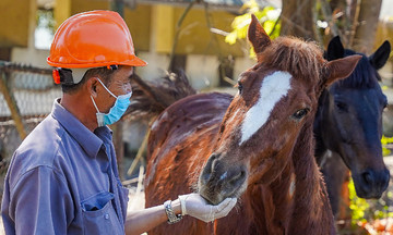 130-year-old horse farm provides life-saving serum in Khanh Hoa