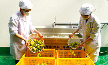 Mekong Delta's most modern noni juice concentrate production facility