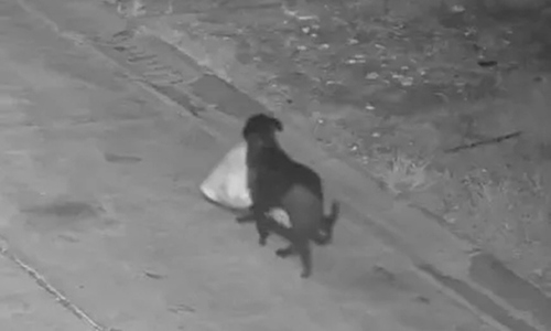 Man fined for training dog to illegally dump trash roadside