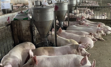 Pork prices decline after Tet