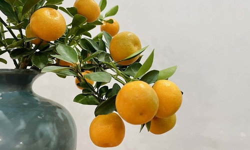 Risk of poisoning from eating ornamental kumquats after Tet