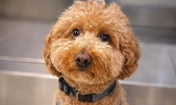 Tourist abandons dog at airport fearing missed flight