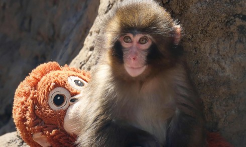 Reasons why a "baby monkey hugging a plush toy" in Japan was abandoned by its mother