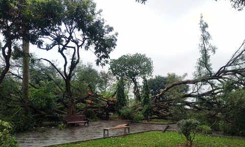 Trees fall, injuring two in Hanoi