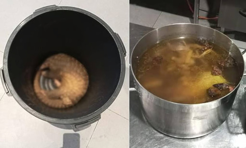 Resort owner cooking pangolins for tourists faces prison