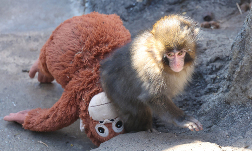 Orangutan plushie sells out after 'lonely baby monkey' goes viral