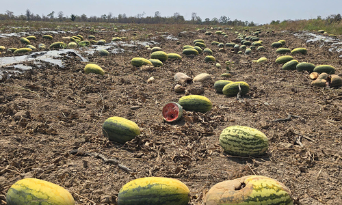 Over 200 tons of watermelon left to rot due to 'unmet yield commitments'