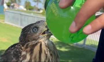 Man sentenced to jail for giving falcon alcohol