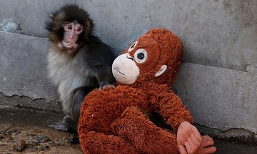 Lonely monkey draws crowds to Japanese zoo