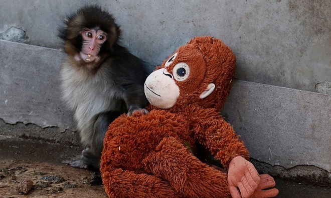 Lonely monkey draws crowds to Japanese zoo