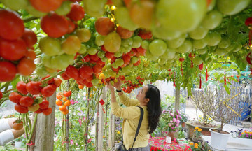 AI-perfect tomato garden draws thousands for Tet holiday