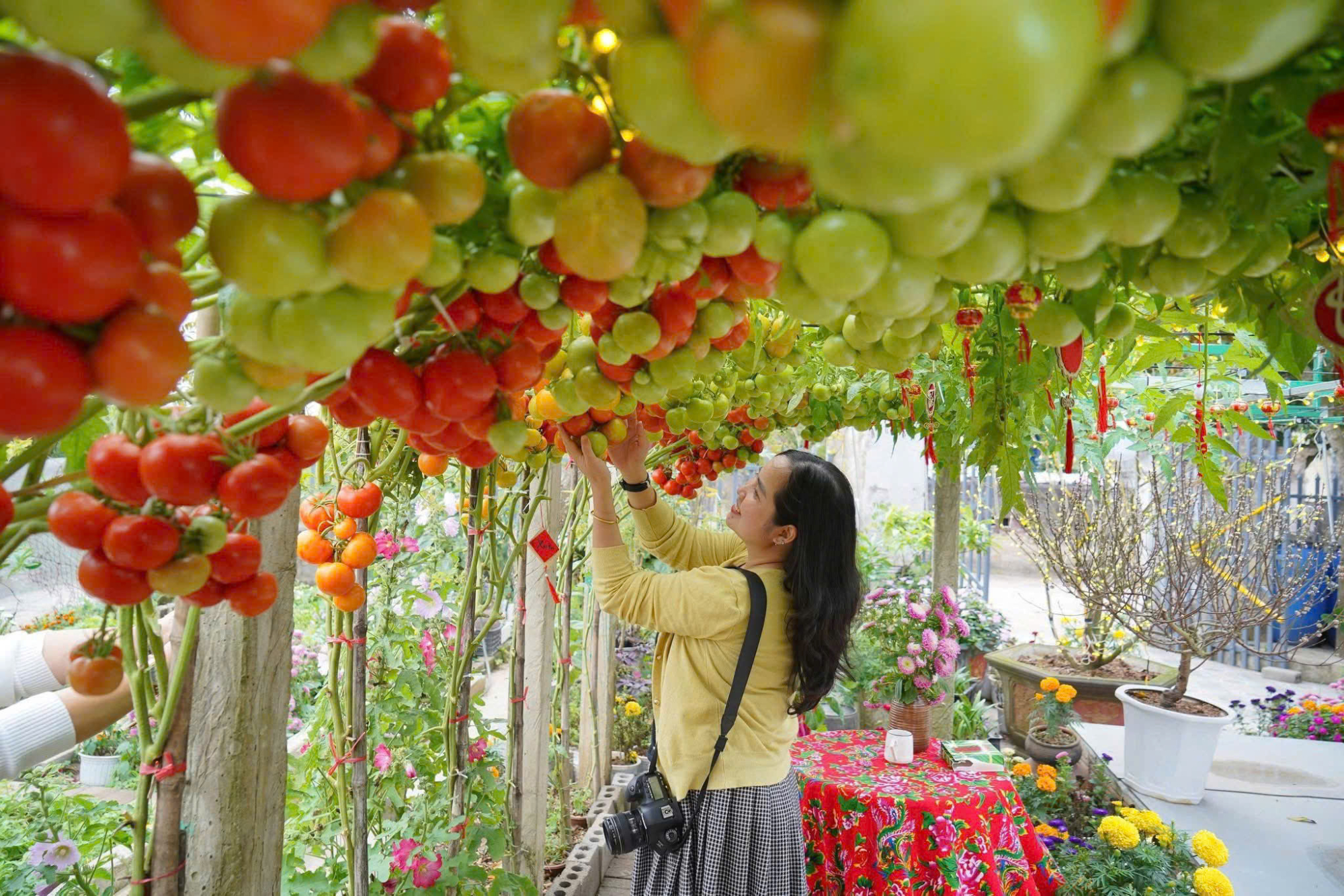 AI-perfect tomato garden draws thousands for Tet holiday