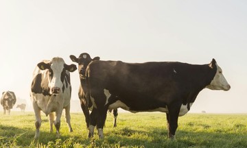 IgHM: a step forward in immune nutrition