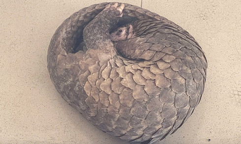 Citizen surrenders rare pangolin for protection