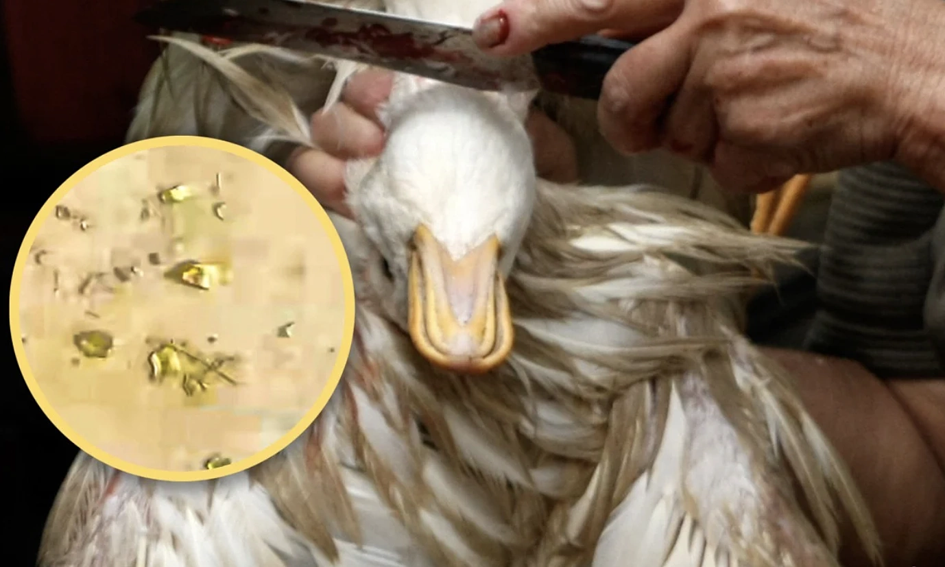 Man finds gold in duck's gizzard