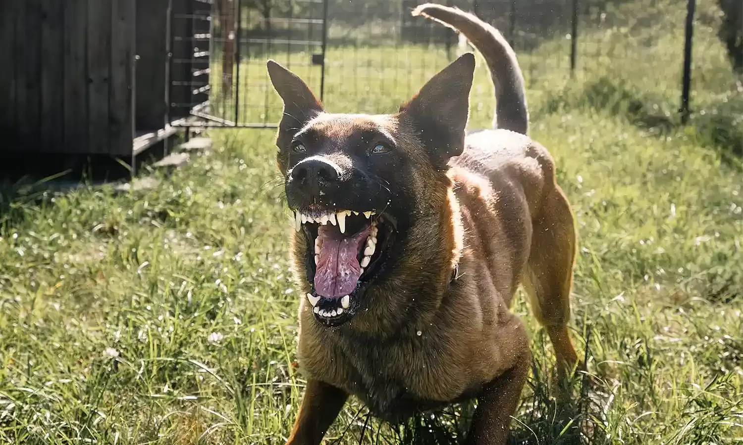 Awarded 5.4 million USD after dog attack