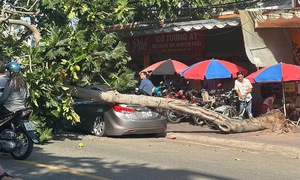 Breadfruit tree uproots, crushes car in Ho Chi Minh City