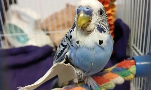 Arrested for giving pet parrot beer, cannabis