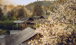 Hawthorn blossoms blanket villages in Son La